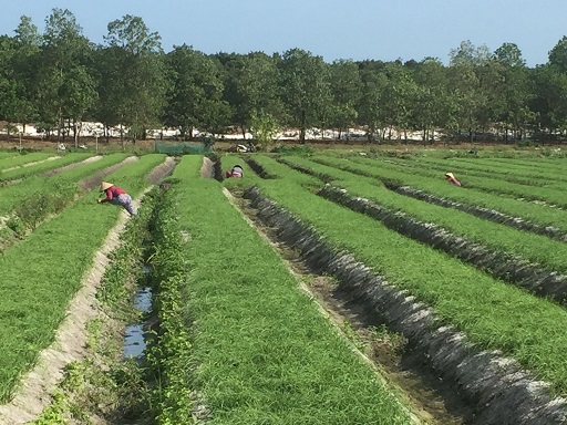 Phát triển kinh tế trên vùng cát trắng